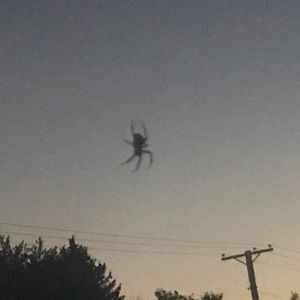 Meet your Posher, Kevin